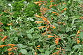 Aprikosen-Duftnessel (Agastache aurantiaca)