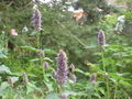 Anis-Ysop (Agastache foeniculum)