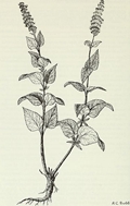 Agastache foeniculum