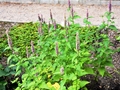 Lemon-Ysop (Agastache mexicana)