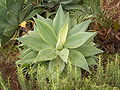 Drachenbaum-Agave (Agave attenuata)