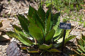 Cow's Horn Agave (Agave bovicornuta)