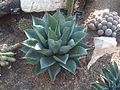 Costal Agave (Agave colorata)