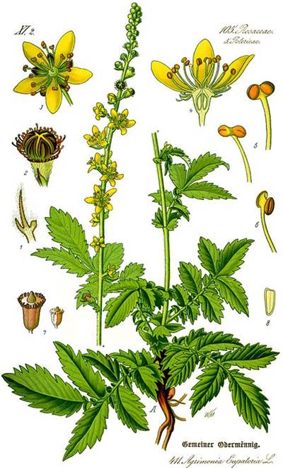 Kleiner Odermennig (Agrimonia eupatoria)