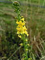 Kleiner Odermennig (Agrimonia eupatoria), Blüten