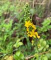 Agrimonia procera, Blüten, Urheber/Quelle/Lizenz: athol, iNaturalist, CC BY-NC 4.0