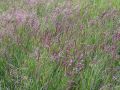 Agrostis gigantea