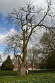 Götterbaum (Ailanthus altissima)