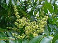 Götterbaum (Ailanthus altissima), Blüten