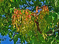 Götterbaum (Ailanthus altissima)Früchte