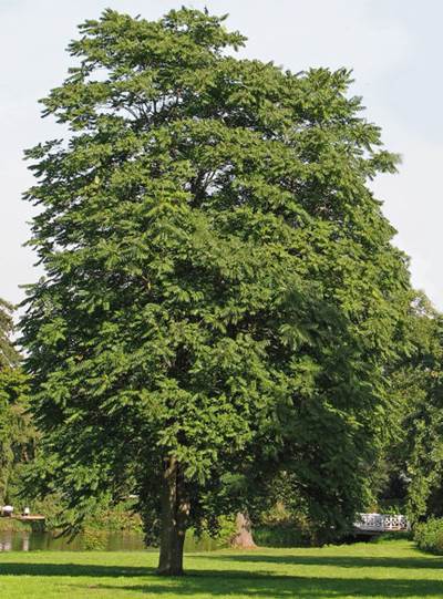 Götterbaum (Ailanthus altissima)