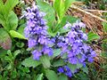 Genfer Günsel (Ajuga genevensis)