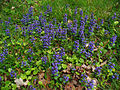 Kriechender Günsel (Ajuga reptans)