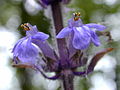 Kriechender Günsel (Ajuga reptans). Blüte