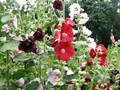 Gewöhnliche Stockrose (Alcea rosea)