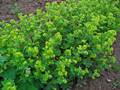 Spitzlappiger Frauenmantel (Alchemilla vulgaris)