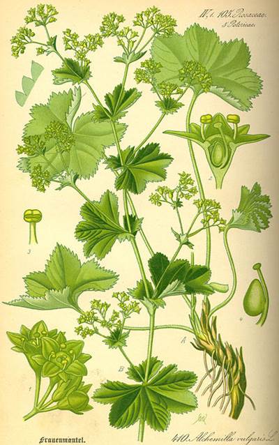 Spitzlappiger Frauenmantel (Alchemilla vulgaris)