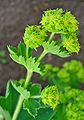 Spitzlappiger Frauenmantel (Alchemilla vulgaris), Blüten