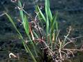 Grasblättriger Froschlöffel (Alisma gramineum)