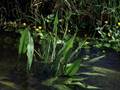 Lanzettblättriger Froschlöffel (Alisma lanceolatum)