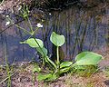 Gewöhnlicher Froschlöffel (Alisma plantago-aquatica)