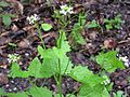 Knoblauchsrauke (Alliaria petiolata)