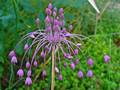 Gekielter Lauch (Allium carinatum)