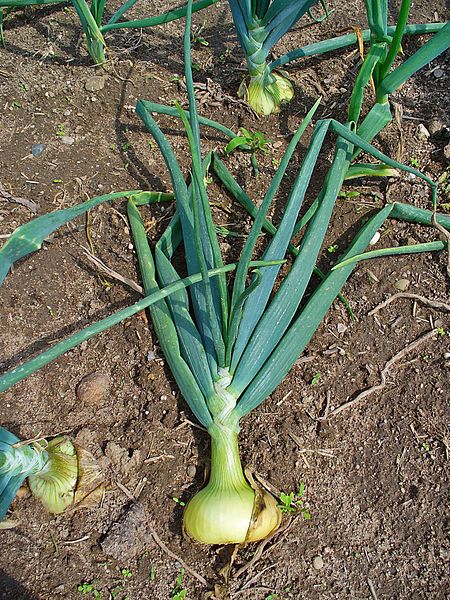 Zwiebel mit Blätter (Allium cepa)