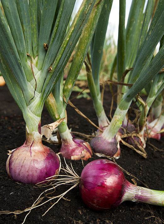 Zwiebel mit Blätter (Allium cepa)