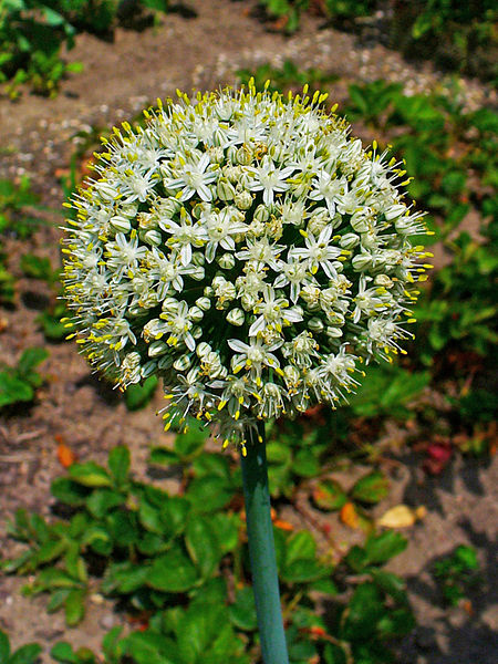 Zwiebel (Allium cepa)