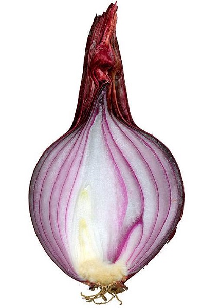 Zwiebel (Allium cepa)