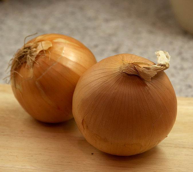 Zwiebel (Allium cepa)