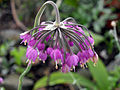 Nodding wild onion (Allium cernuum)