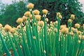 Frühlingszwiebel (Allium fistulosum)