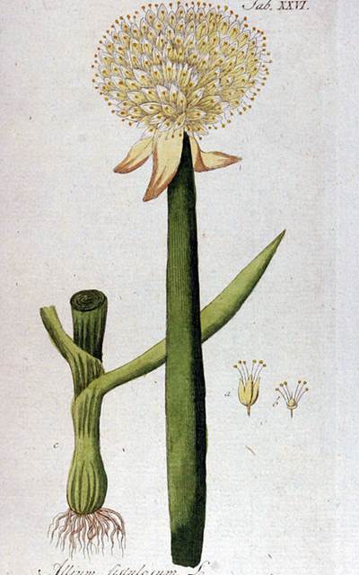 Frühlings- oder Winterzwiebel (Allium fistulosum)