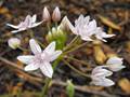 Glassy onion (Allium hyalinum)