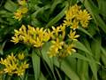 Gold-Lauch (Allium moly)