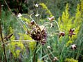 Kohl-Lauch (Allium oleraceum)