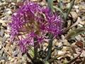 Broadstemmed onion (Allium platycaule)