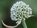 Lauch (Allium porrum), Blüten
