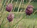 Kugeliger Lauch (Allium rotundum)