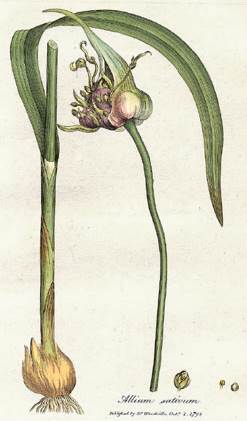 Knoblauch (Allium sativum)