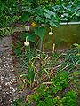 Knoblauch (Allium sativum), Habitus