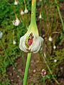 Knoblauch (Allium sativum), Brutzwiebeln