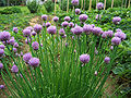 Schnittlauch (Allium schoenoprasum)