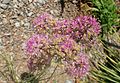 Prairie onion (Allium stellatum)