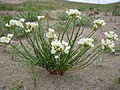 White wild onion (Allium textile)