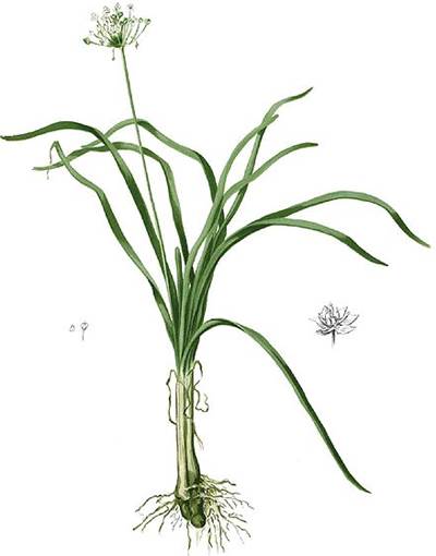Allium tuberosum, Urheber/Quelle: Francisco Manuel Blanco (O.S.A.), Wikimedia Knoblauch-Schnittlauch (Allium tuberosum)