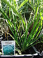 Knoblauch-Schnittlauch (Allium tuberosum)