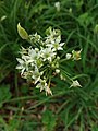 Knoblauch-Schnittlauch (Allium tuberosum), Blüte